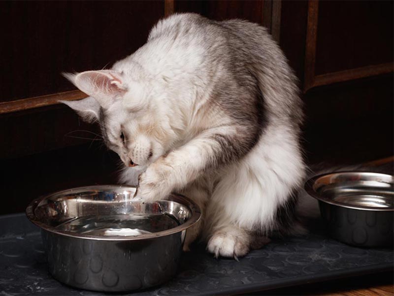 6 причин, чому коти та кішки люблять проводити час на кухні