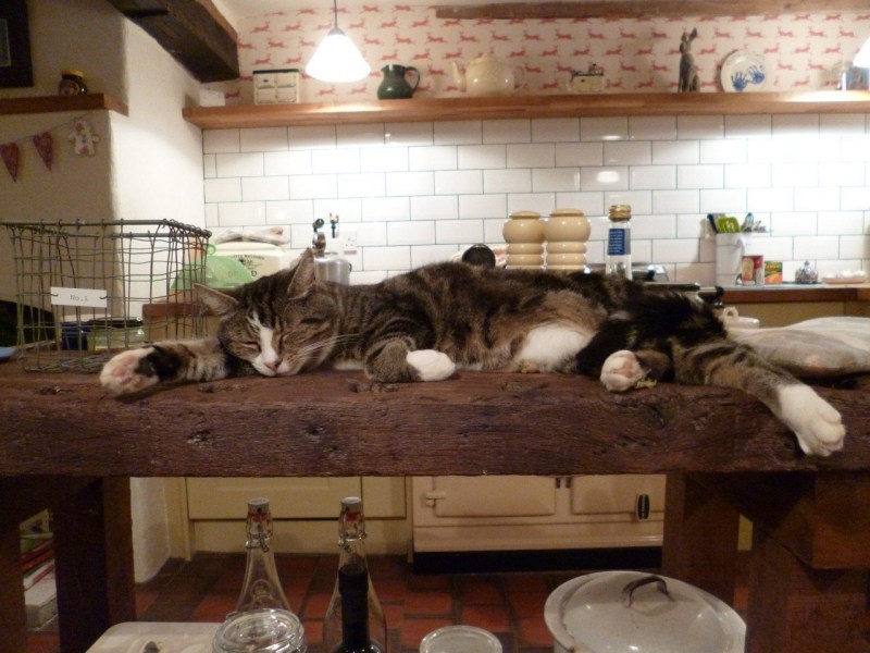 6 причин, чому коти та кішки люблять проводити час на кухні